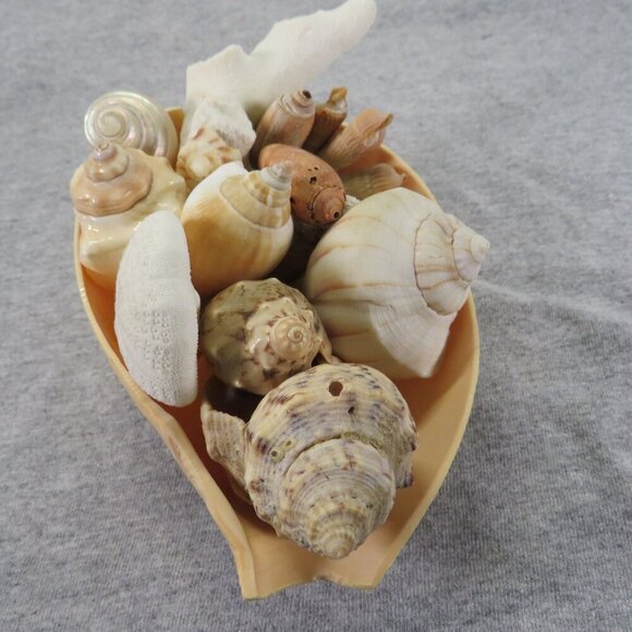 REAL Sea Shells in a Sea Shell altered peach bowl - Picture 1 of 12
